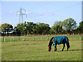 SJ9308 : Grazing near Calf Heath in Staffordshire by Roger  D Kidd