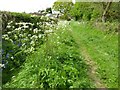 SO8742 : Cow parsley by Philip Halling