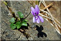 NG1849 : Marsh violet (Viola palustris) by Tiger