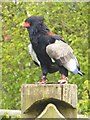 TM1459 : Bateleur Eagle at the Suffolk Owl Sanctuary by Oliver Dixon