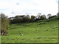 SE4786 : Sheep pasture, Kirby Knowle by Gordon Hatton