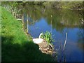 NS4871 : Swan on its nest by the Forth & Clyde Canal by Gordon Brown