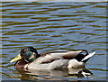 J3675 : Mallard, Victoria Park, Belfast (May 2017) by Albert Bridge