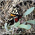 TQ9694 : Cream-spot Tiger moth (Arctia villica) by John Myers