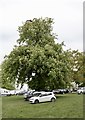 ST8083 : Horse chestnut in Badminton Park by Jonathan Hutchins