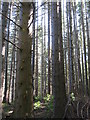 NT3936 : Western Hemlock in Tweeddale by M J Richardson