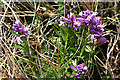 NG5162 : Milkwort (Polygala sp) by Anne Burgess