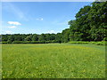 TQ5695 : Field of buttercups in Weald Country Park by Marathon