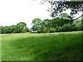 SO3326 : Pasture field on the north side of Hunthouse Lane by Christine Johnstone