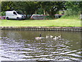 SO8596 : Canada Goslings by Gordon Griffiths