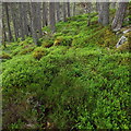 NH9006 : Trace deer path through blaeberry bank above Coire Buidhe near Aviemore by ian shiell