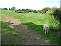 SO3324 : Lamb bleating for its mother, north of Road Farm by Christine Johnstone