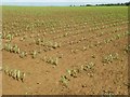 SP3736 : A field of maize by Philip Halling