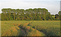 TM4386 : Looking to a line of trees over arable land, near Glebe Farm, Ellough by Roger Jones