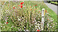 J3477 : Wildflowers, Dargan Road, Belfast (June 2017) by Albert Bridge