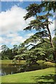 SO8744 : Cedar by the lake, Croome by Derek Harper