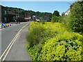 SD9321 : Alchemilla mollis, Rochdale Road, Walsden by Humphrey Bolton