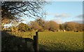 SX1074 : Trees on Cornish hedge near Pendrift by Derek Harper