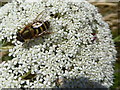 C6429 : Hoverfly, Carrowmuddle by Kenneth  Allen