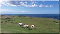 SH7683 : Great Orme ... Y Gogarth, Conwy by I Love Colour