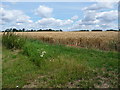 TM0772 : Poppies at the edge of a wheatfield by Christine Johnstone