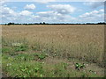 TM0872 : Ripening wheat, on the east side of Mellis Road by Christine Johnstone