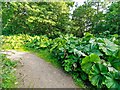 NH6165 : Butterbur on the path from Evanton to Balconie by valenta