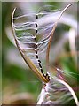 TQ7818 : Willowherb seeds about to take to the air, Churchland Lane by Patrick Roper