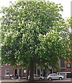 NY4055 : An urban horse chestnut tree in bloom by Rose and Trev Clough