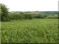 SK4539 : Bean field at Kirk Hallam by Alan Murray-Rust