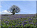 SZ5678 : Bluebells, Wroxall Down, Isle of Wight by Paul Coueslant