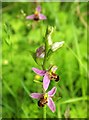 SX8966 : Bee orchid, Riviera Way by Derek Harper