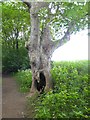 NZ2313 : An ancient Sycamore beside the Teesdale Way by Oliver Dixon