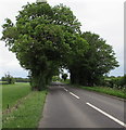 ST9998 : Tree canopy over the A429 near Kemble by Jaggery