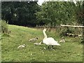 SJ7952 : Mute Swan family at Millend by Jonathan Hutchins