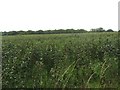 NZ1687 : Bean crop at Benridge by Graham Robson