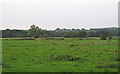 TM3790 : Looking to the Waveney on Shipmeadow Marshes by Roger Jones