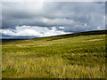 NY6846 : Grassy moorland of Park Fell by Trevor Littlewood