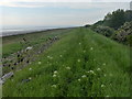 TA2517 : Flood defences along the Humber estuary by Mat Fascione