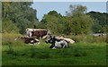 SK6012 : Longhorn cattle next to the River Wreake by Mat Fascione