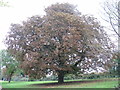 TL0452 : Unhappy Horse Chestnut at Clapham Park by M J Richardson