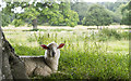 ST5016 : Sheep, Montacute Park by Rossographer