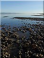 NH8085 : Mussel scalp, Whiteness Sands, Ross and Cromarty by Claire Pegrum