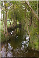 TL5238 : River Cam at Duck Street by Christopher Hilton