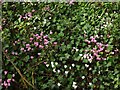 SX9165 : Cyclamen, Hele by Derek Harper