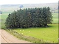 NJ5012 : A copse, close east of Loanend Farm by Stanley Howe