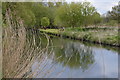 TL7886 : River Little Ouse by N Chadwick