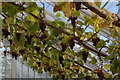 TL5238 : Grapes in the glasshouses, Audley End by Christopher Hilton