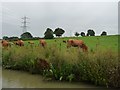 SP6174 : Cows grazing, west of Winwick Grange by Christine Johnstone