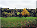 TQ4551 : Trees at Chartwell by Paul Gillett